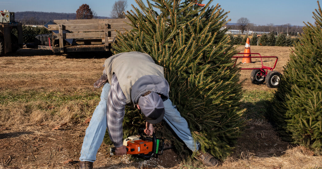 It Took 10 Years to Grow This Christmas Tree. The Price? $105