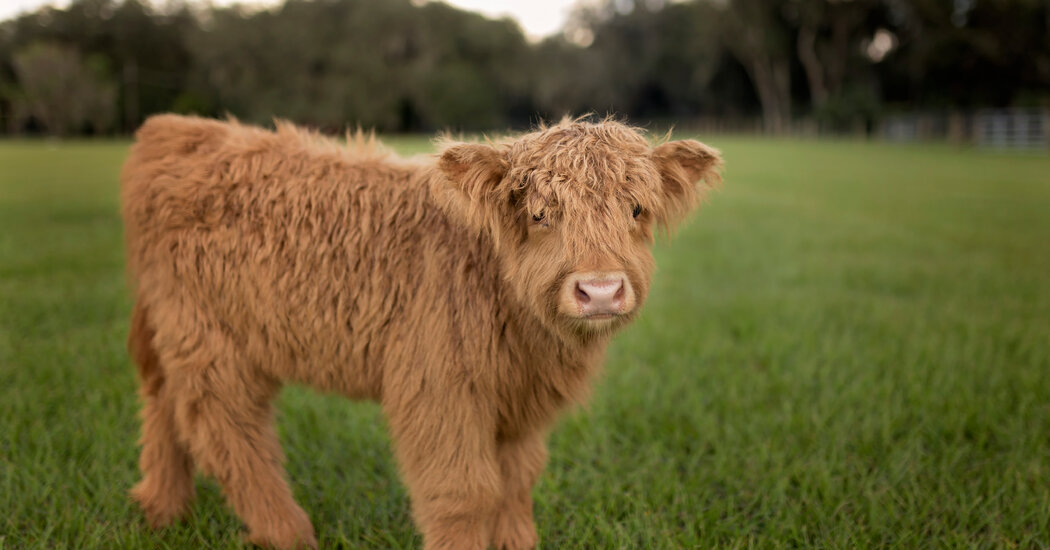 Merry Christmas. I Got You a Tiny Cow.