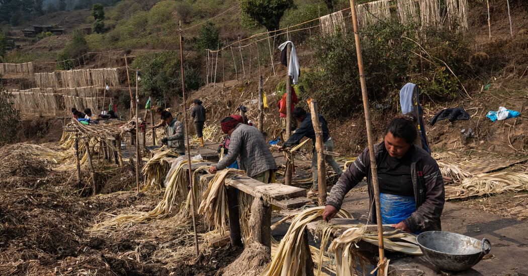 On Himalayan Hillsides Grows Japan’s Cold, Hard Cash