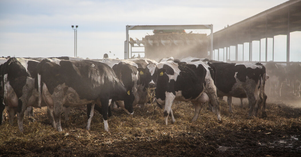 Biden Administration to Pay Dairy Farmers for Bird Flu Protective Measures