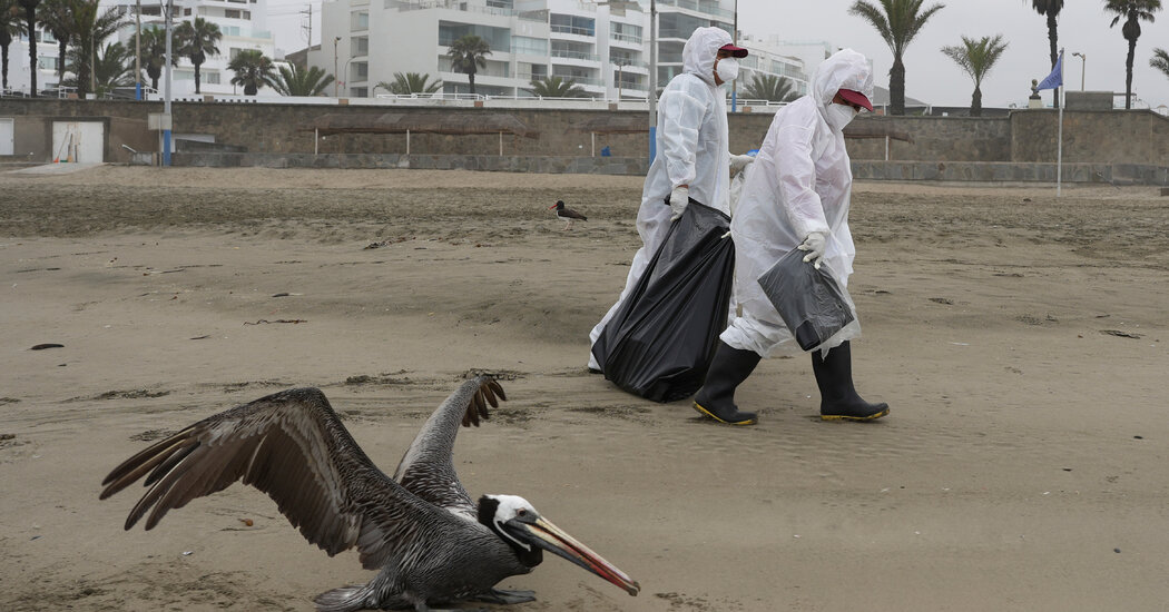 A Bird-Flu Pandemic in People? Here’s What It Might Look Like.