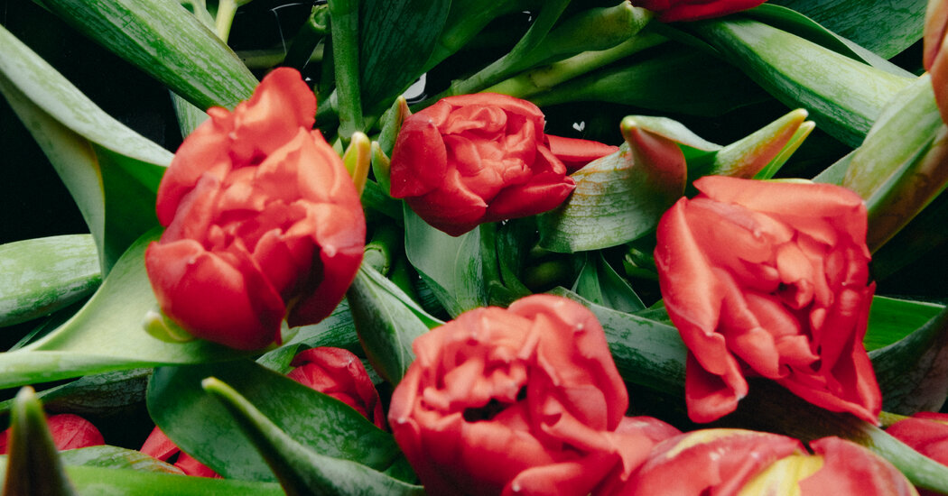 Should Tulips Replace Roses for Valentine’s Day? Florists Think So.